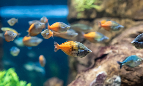 Aquarium